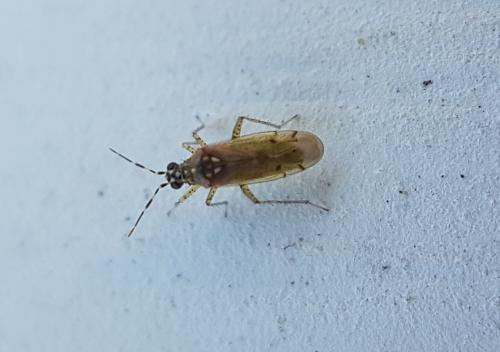 Dicyphus (albonasutus-annulatus)